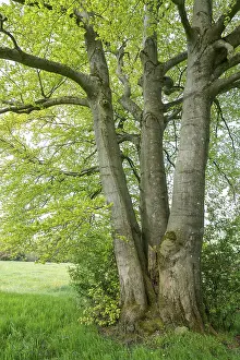 Common Beech Fagus Sylvatica Drucke: Common beech (Fagus sylvatica)