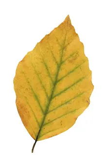 Autumn Color Drucke: Common beech (Fagus sylvatica)