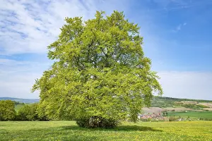 Fagus Sylvatica Images Drucke: Common beech (Fagus sylvatica)