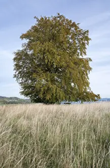 Fagus Sylvatica Images Drucke: Common beech (Fagus sylvatica)