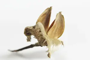 Gemeiner Buchenbaum (Fagus sylvatica)