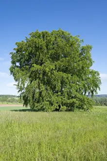 Fagus Sylvatica Image Drucke: Common beech (Fagus sylvatica)