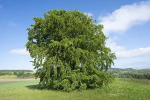 Fagus Sylvatica Images Drucke: Common beech (Fagus sylvatica)