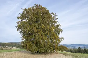 Fagus Sylvatica Image Drucke: Common beech (Fagus sylvatica)