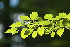 European Beech Fagus Sylvatica Drucke: Common beech (Fagus sylvatica)