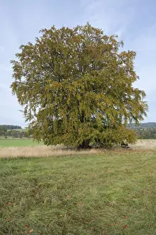 Deciduous Tree Fagus Sylvatica Drucke: Common beech (Fagus sylvatica)