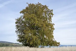 Central Europe Trees Drucke: Common beech (Fagus sylvatica)