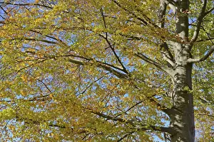 Low Angle View Photography Drucke: Common beech (Fagus sylvatica)