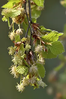 Gemeiner Buchenbaum (Fagus sylvatica)