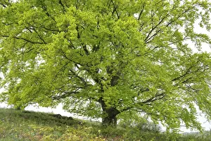 Fagus Sylvatica Images Drucke: Common beech (Fagus sylvatica)