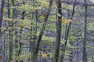 Deciduous Trees Europe Drucke: Common beech (Fagus sylvatica)