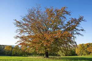 Blue Sky Daytime Scene Drucke: Common beech (Fagus sylvatica)