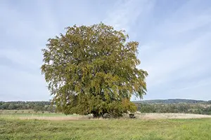 Thuringia Germany Drucke: Common beech (Fagus sylvatica)