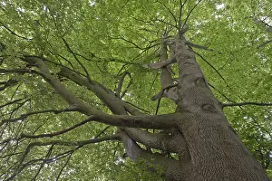 Central Europe Trees Drucke: Common beech (Fagus sylvatica)