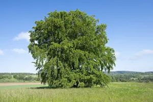 European Beech Trees Drucke: Common beech (Fagus sylvatica)