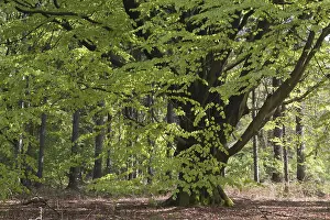 Central Europe Nature Drucke: Common beech (Fagus sylvatica)