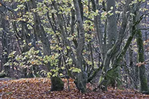 European Beech Trees Drucke: Common beech (Fagus sylvatica)
