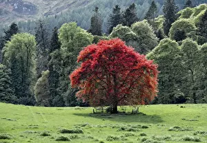 Fagus Sylvatica Images Drucke: Common beech (Fagus sylvatica)