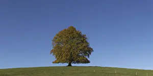 Deciduous Trees Europe Drucke: Common beech (Fagus sylvatica)
