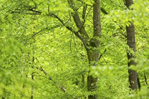 Fagus Sylvatica Images Drucke: Common beech (Fagus sylvatica) forest in spring