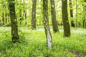 Deciduous Tree Spring Drucke: Common beech (Fagus sylvatica) forest in spring