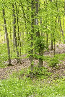 Central Europe Trees Drucke: Common beech (Fagus sylvatica) forest in spring