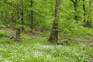 Fagaceae Family Tree Images Drucke: Common beech (Fagus sylvatica) forest in spring