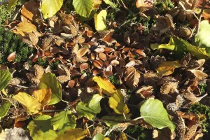 Deciduous Trees In Germany Drucke: Common beech (Fagus sylvatica) nuts