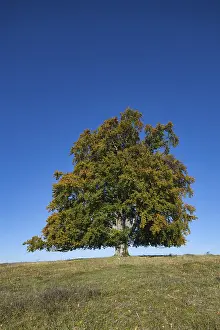 Solitary Tree In Meadow Drucke: Common beech (Fagus sylvatica) Pasture beech