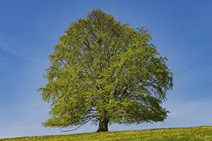 Spring Awakening Drucke: Common beech (Fagus sylvatica) in spring