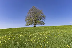 Fagus Sylvatica Images Drucke: Common beech (Fagus sylvatica) in spring