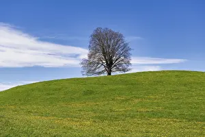 European Beech Solitary Tree Drucke: Common beech (Fagus sylvatica) in spring