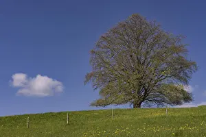 Central Europe Deciduous Trees Drucke: Common beech (Fagus sylvatica) in spring