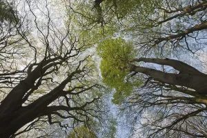 View From Below Trees Drucke: Common beeches (Fagus sylvatica)