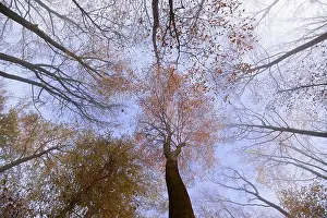 European Beech Forest Scene Drucke: Common beeches (Fagus sylvatica)