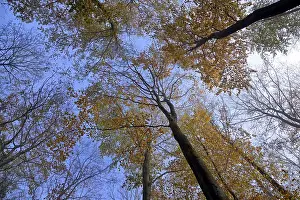 Low Angle View Drucke: Common beeches (Fagus sylvatica)