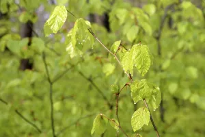 North Rhine Westphalia Germany Drucke: Common beeches (Fagus sylvatica)