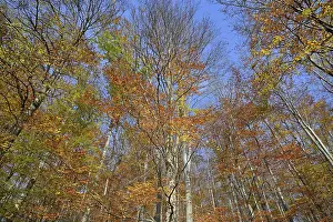 European Beech Trees Drucke: Common beeches (Fagus sylvatica)