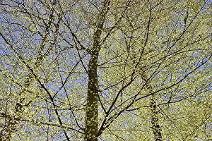 European Beech Trees Drucke: Common beeches (Fagus sylvatica)