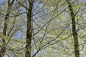 Central Europe Nature Drucke: Common beeches (Fagus sylvatica)