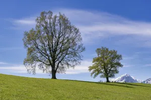 European Beech Trees Drucke: Common beeches (Fagus sylvatica) in spring