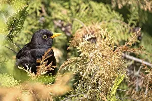 Eurasian Blackbird Habitat Drucke: Common Blackbird in the wild