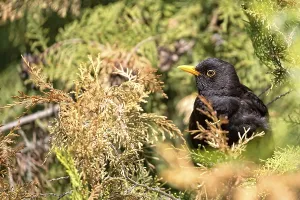 Tree Perched Bird Drucke: Common Blackbird in the wild on a tree