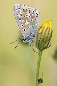 Deserted Natural Habitat Drucke: Common blue
