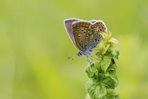 Drucke von Gemeiner Bläuling, gemeiner Bläuling, gekrönter Bläuling, Polyommatus icarus, blau, Schmetterling, Insekten, Schmetterlinge Common Blue Drucke: Gemeine Blaue, gemeine blaue, gekrönte blaue.