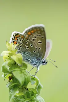 Drucke von Gemeiner Blau, gemeiner blau, gekrönter blau, polyommatus icarus, blau, Schmetterling, hohe Größe, Portraitformat , Insekten , Schmetterlinge , Schmetterlinge , Schmetterlinge Common Blue Drucke: Gemeine Blaue, gemeine blaue, gekrönte blaue.