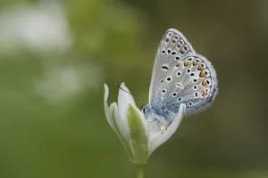 Drucke von Ein Bläuling (Polyommatus icarus) sitzt auf einer Blüte - einem gestielten Stern des Herrn (Ornithogalum umbellatum) - mit sanft verschwommenen Umgebung, Hessen Common Blue Drucke: Ein Blaupunkt (Polyommatus icarus).