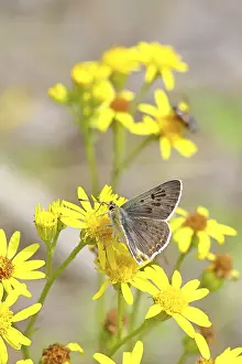 Central European Landscapes Drucke: Common Blue (Polyommatus icarus)