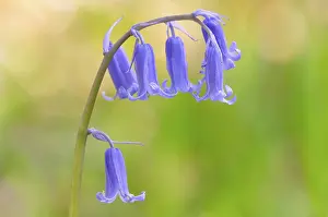 Deserted European Nature Scene Drucke: Common bluebell (Hyacinthoides non-scripta)
