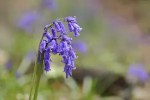 Spring Awakening In Germany Drucke: Common bluebell (Hyacinthoides non-scripta)